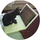 Michele Lansing profile picture